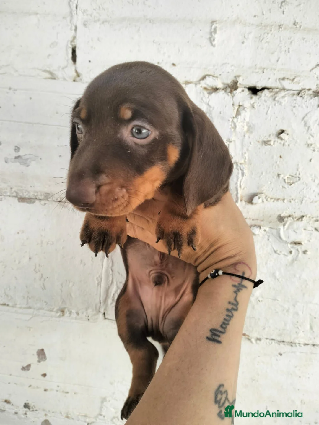 Teckel perros en venta: Teckel estándar  - Anuncio 3