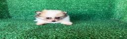 Pomerania perros en venta: pomerania - Anuncio 3