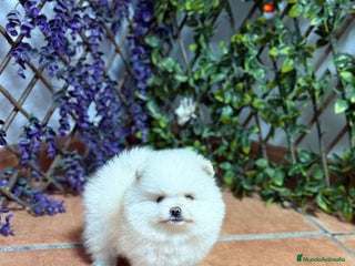 Pomerania perros - Anuncio 39