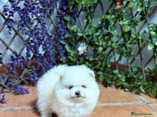 Pomerania perros POMERANEAS TOYS IMPRESIONANTES - Anuncio 5