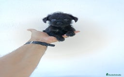 Chihuahua perros en venta: 🐶✨ ¡Cachorros! Chi-Poo - Choodle - Poo-Chi ✨🐶 - Imagen 3