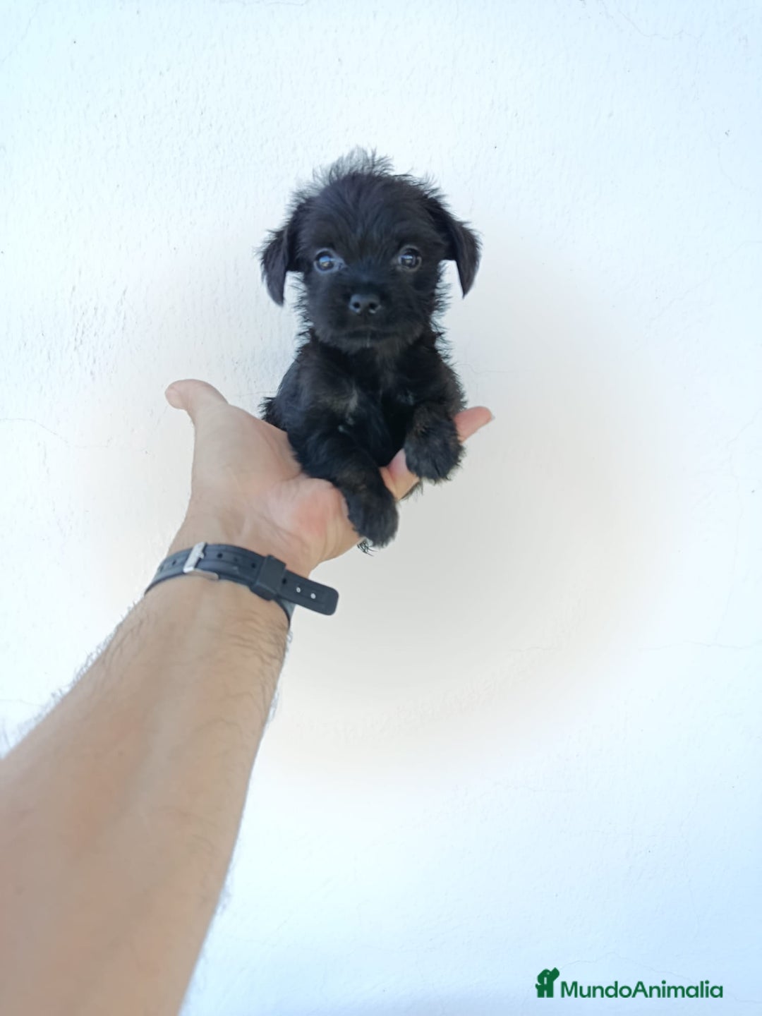 Chihuahua perros en venta: 🐶✨ ¡Cachorros! Chi-Poo - Choodle - Poo-Chi ✨🐶 - Imagen 3
