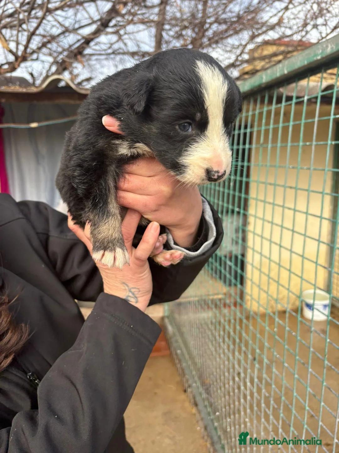 Border Collie perros en venta: Cachorro de Border Collie macho negro  - Anuncio 13