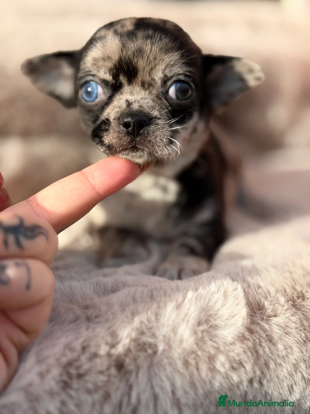 Chihuahua perros en venta: Chihuahua línea rusa  - Anuncio 4