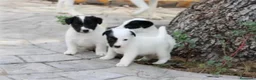 Fox Terrier de Pelo Liso perros en venta: Cachorros machos Fox Terrier pelo liso - Anuncio 4