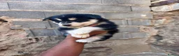 Husky Siberiano perros en venta: Disponible huskys de Calidad  - Anuncio 6