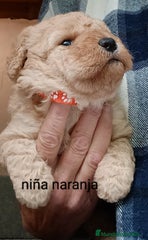 Labradoodle Cachorro 7