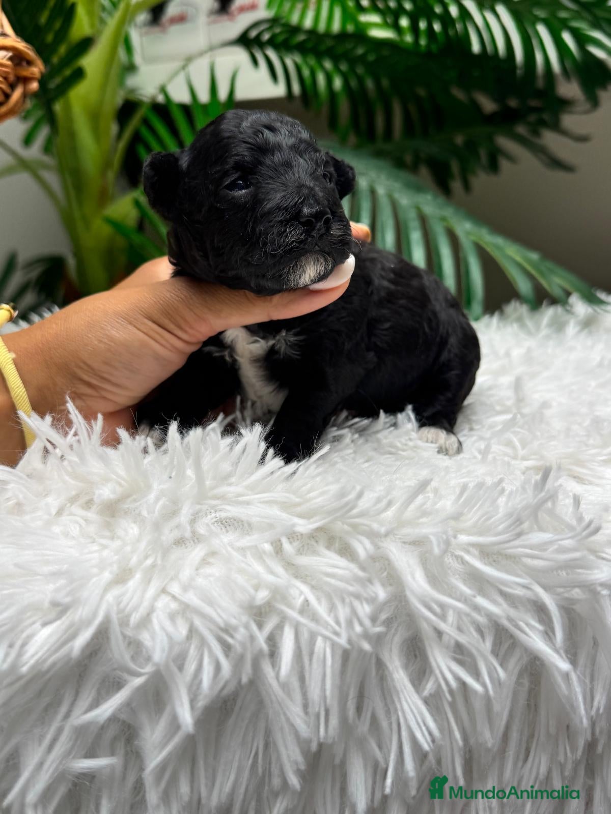 Raza Mixta perros en venta: CANICHE HEMBRA - Anuncio 13