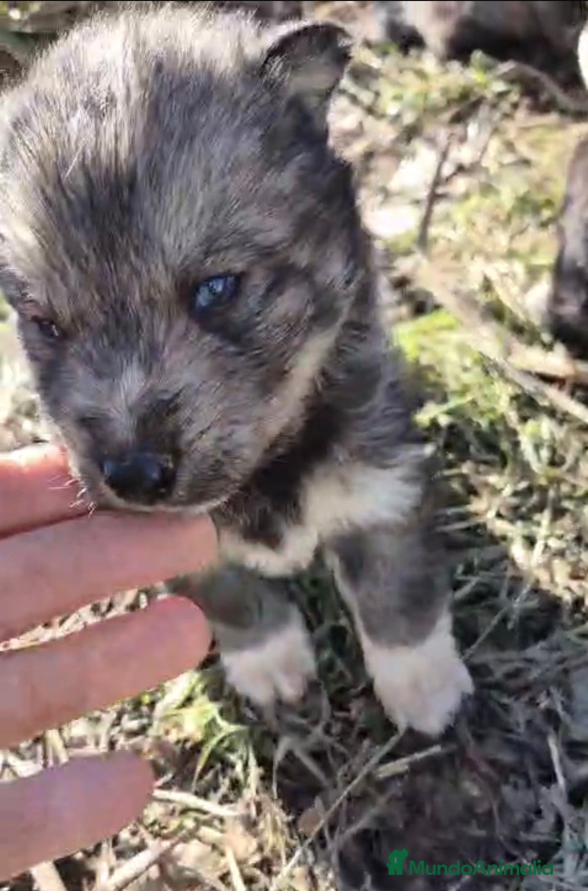 Husky Siberiano perros Husky siberiano cachorros los papás son de tiro  - Anuncio 2