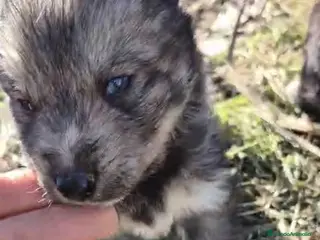 Husky Siberiano perros Husky siberiano cachorros los papás son de tiro - Anuncio 11