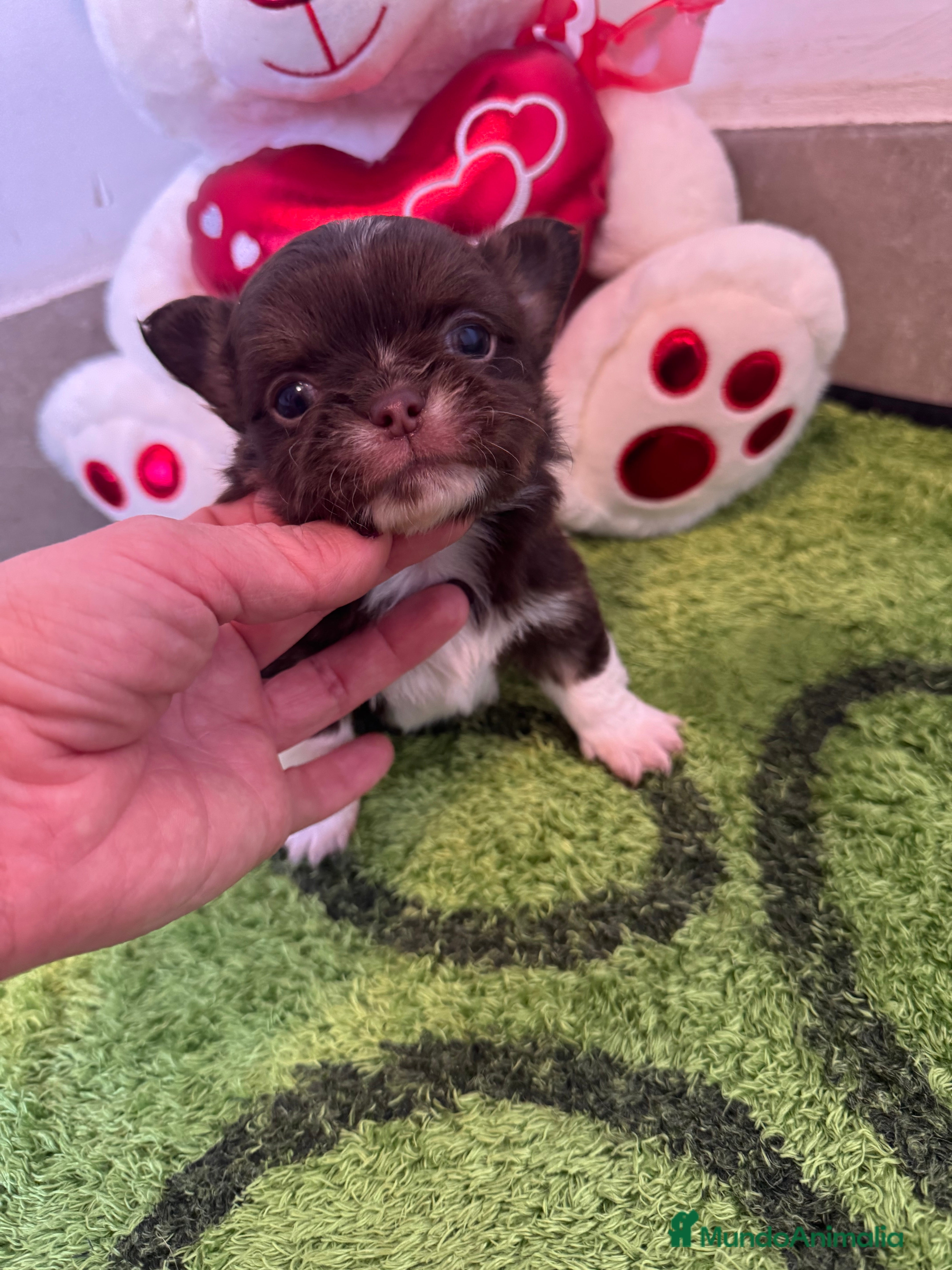 Chihuahua perros Chihuahua pelo largo ruso  - Anuncio 10