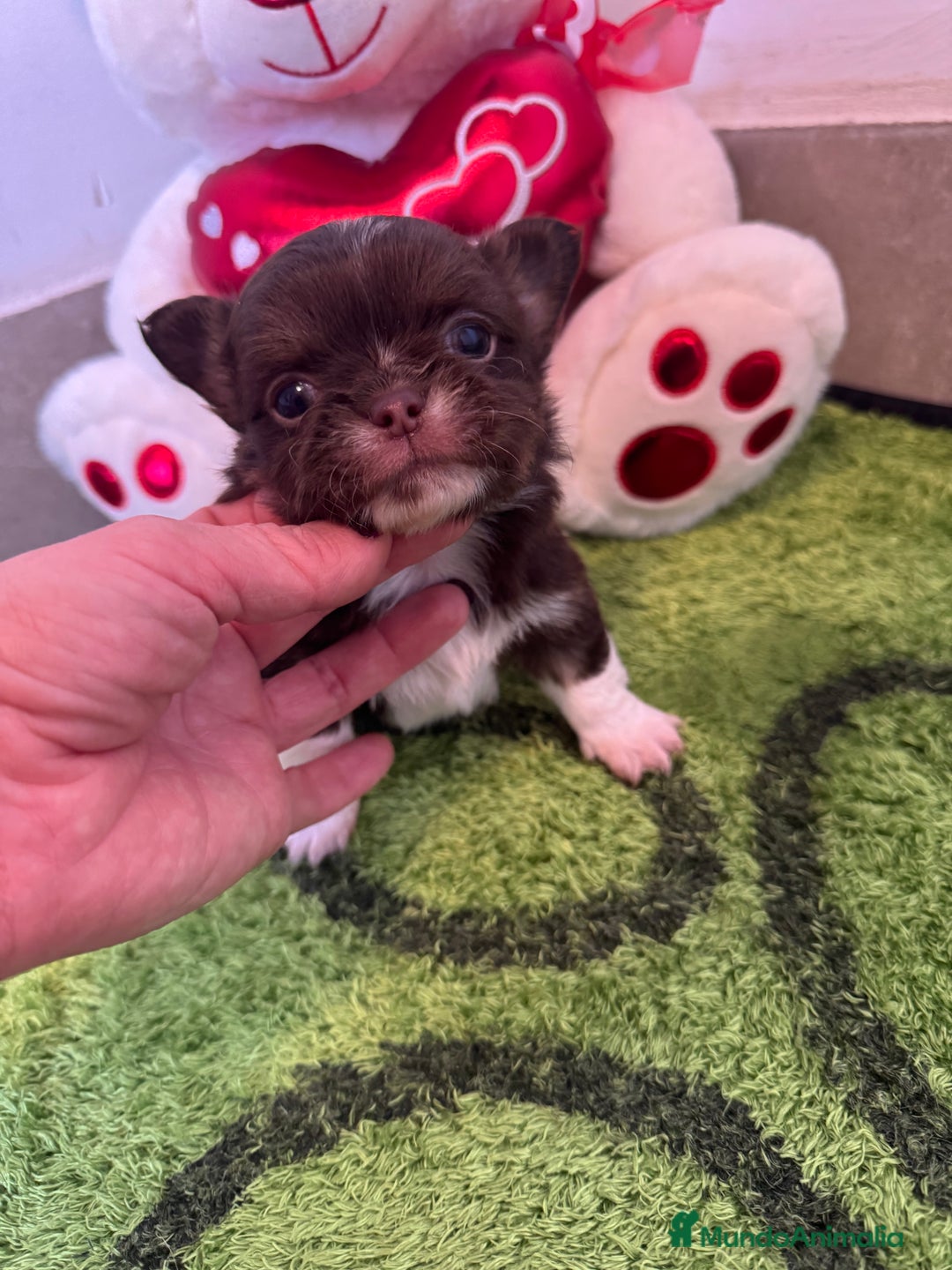 Chihuahua perros en venta: Chihuahua pelo largo ruso  - Anuncio 1