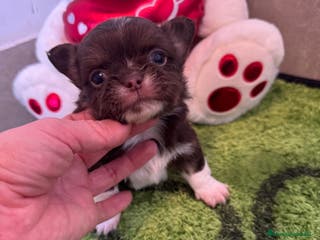 Chihuahua perros Chihuahua pelo largo ruso - Anuncio 15