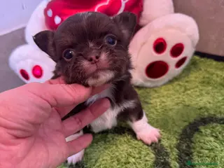 Chihuahua perros Chihuahua pelo largo ruso - Anuncio 1