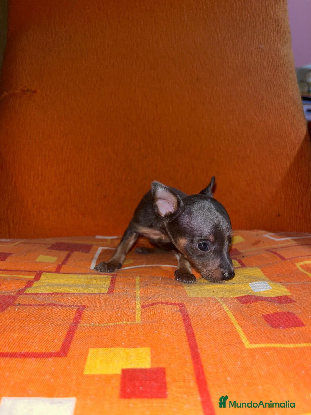Ratón de Praga perros en venta: Ratón de praga  - Imagen 3
