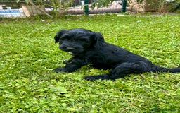 Goldendoodle perros en venta: Cachorros Goldendoodle hipoalergénicos - Imagen 6