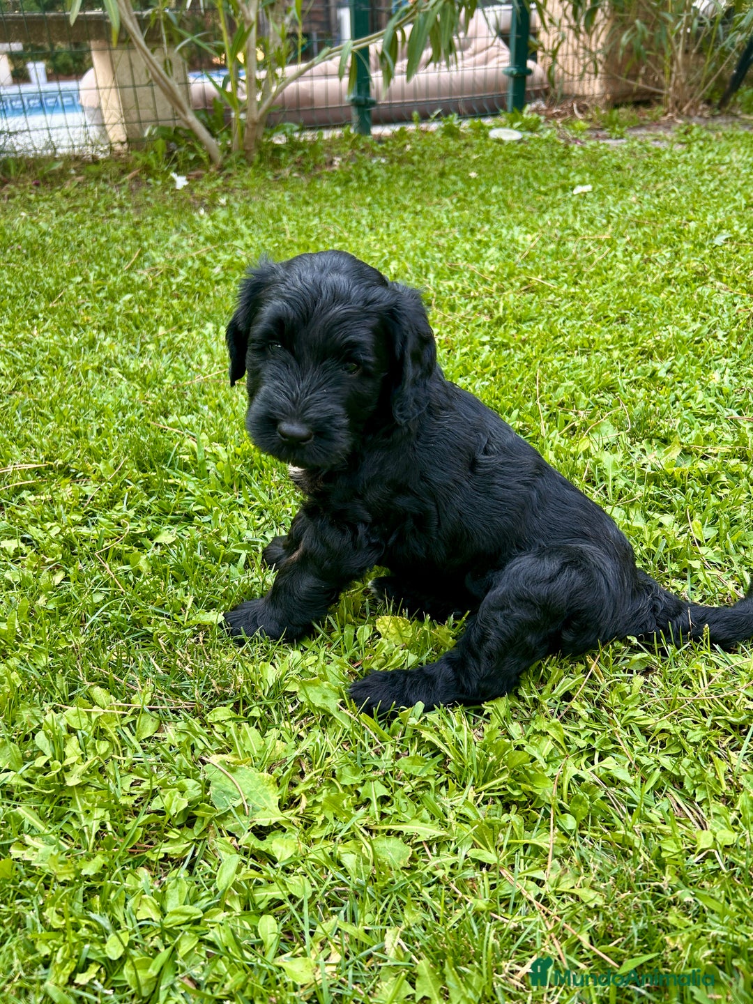 Goldendoodle perros en venta: Cachorros Goldendoodle hipoalergénicos - Imagen 6