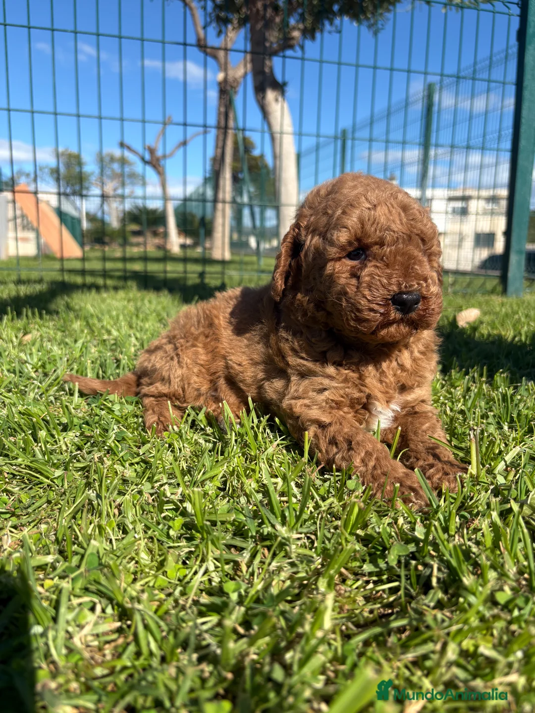 Caniche Toy perros en venta: CANICHE TOY - Anuncio 1