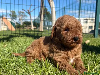 Caniche Toy perros CANICHE TOY - Anuncio 1