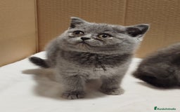 Británico de Pelo Corto Azul gatos en venta: British Shorthair  - Imagen 4