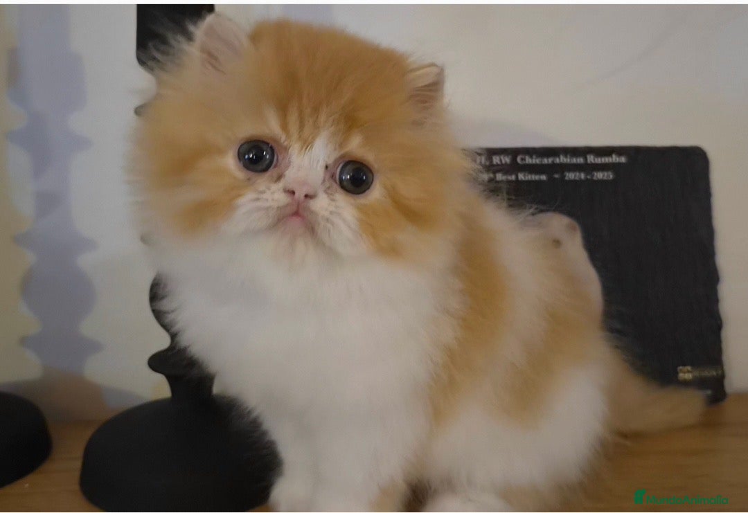Persa gatos en venta: Cachorro Persa puto - Anuncio 1