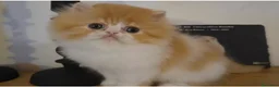 Persa gatos en venta: Cachorro Persa puto - Anuncio 1