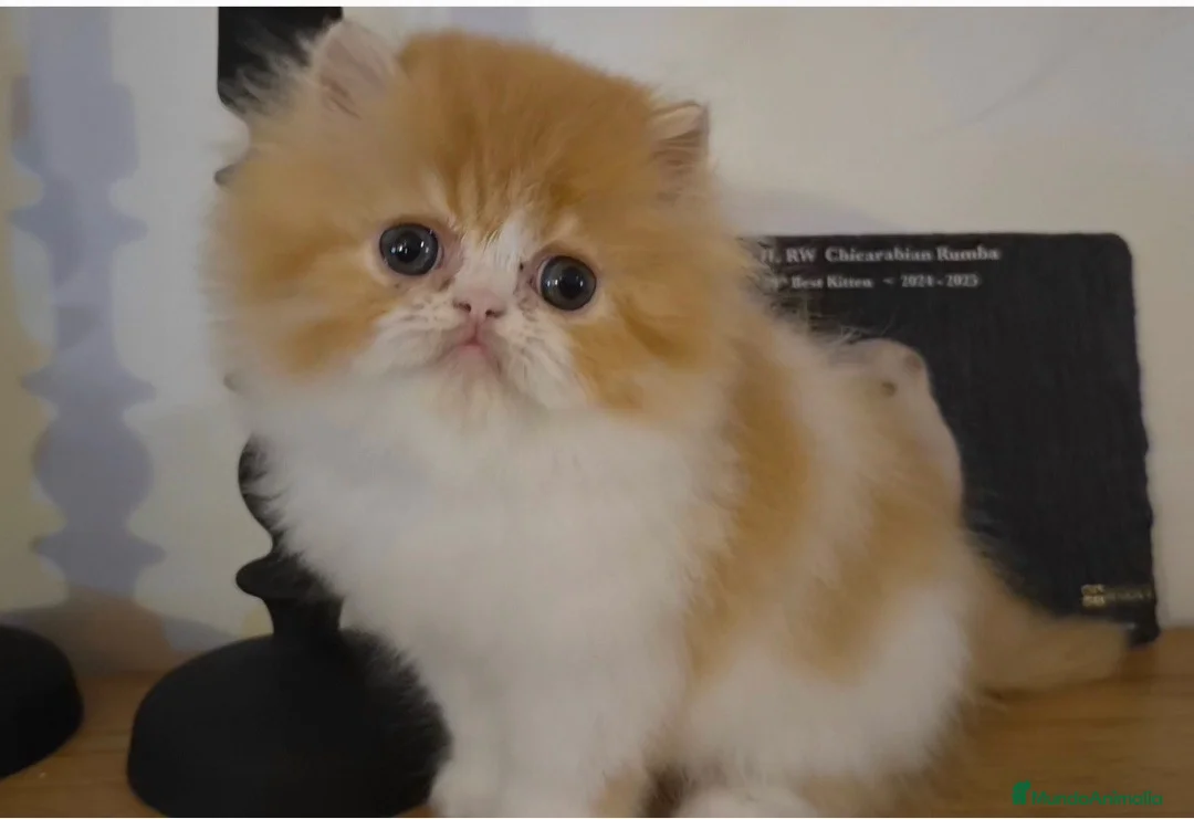 Persa gatos en venta: Cachorro Persa puto - Anuncio 1
