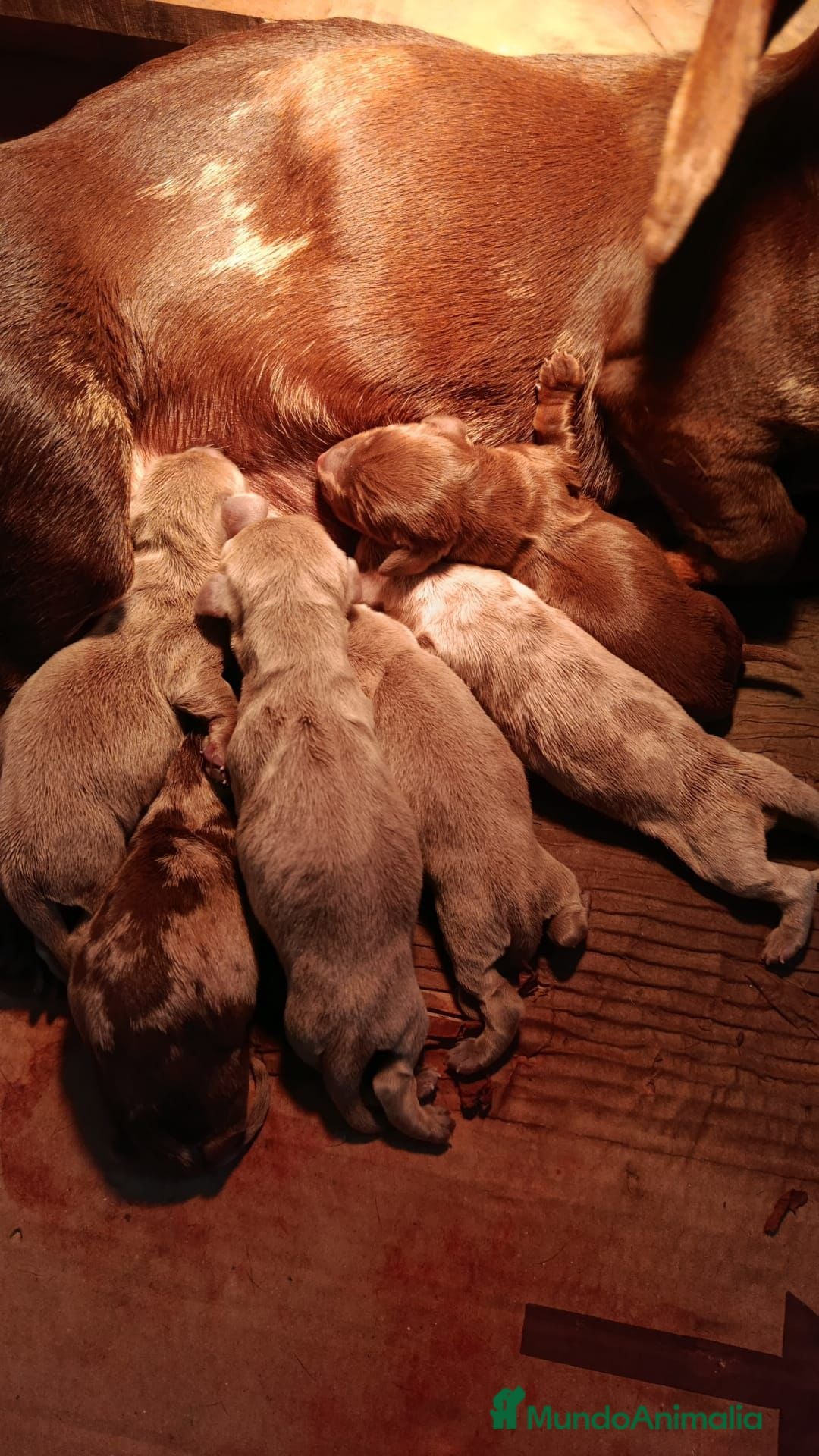 Teckel perros Teckel kanichen  - Anuncio 1