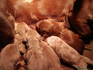 Teckel perros Teckel kanichen - Anuncio 4