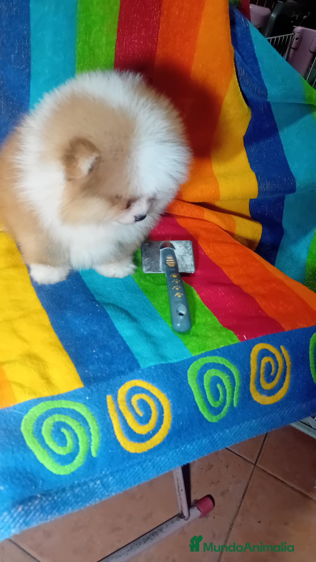 Pomerania perros en venta: Preciosos cachorros de pomeranias americanos  - Imagen 1