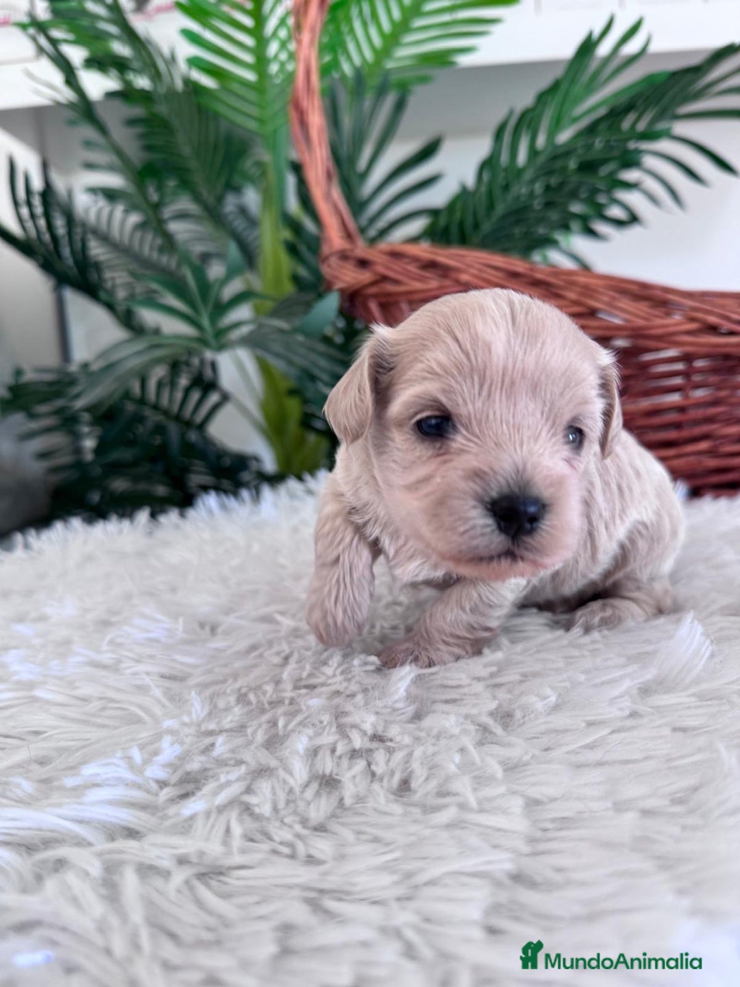 Maltipoo perros en venta: MALTIPOO MACHO - Imagen 12