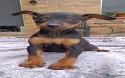 Pinscher Miniatura perros en venta: Pinscher Miniatura  - Imagen 19
