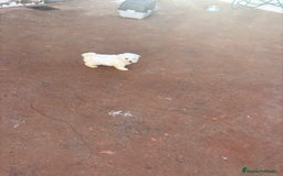 Bichón Maltés perros en venta: Bichon maltés toy  - Anuncio 3