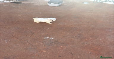 Bichón Maltés perros Bichon maltés toy  - Anuncio 4