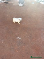 Bichón Maltés perros Bichon maltés toy - Anuncio 12