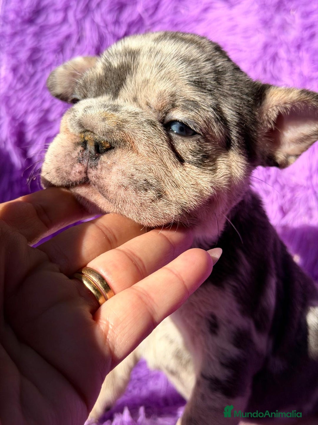 Bulldog Francés perros en venta: BULLDOG EXÓTICA BIG ROPE - Anuncio 5