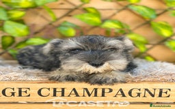 Schnauzer Miniatura perros en venta: Camada de Antía - Imagen 2