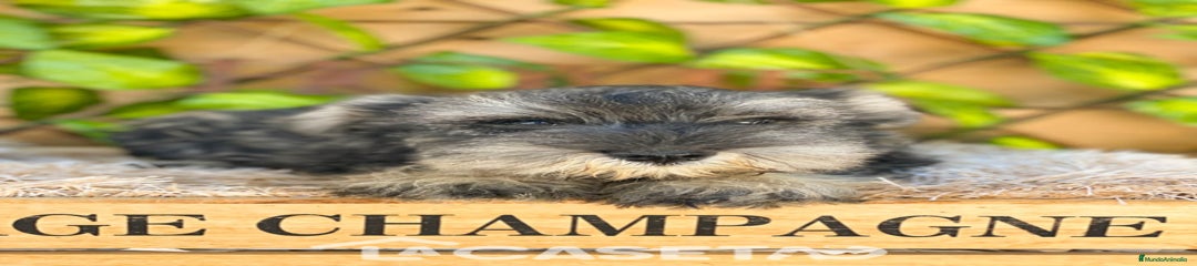 Schnauzer Miniatura Cachorro 3757