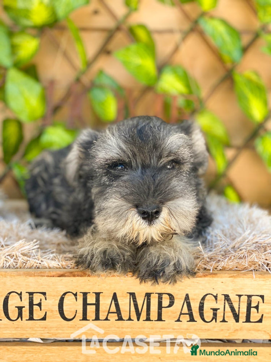 Schnauzer Miniatura perros en venta: Camada de Antía - Imagen 2