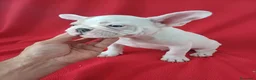 Bulldog Francés perros en venta: Bulldog Francés  - Anuncio 2
