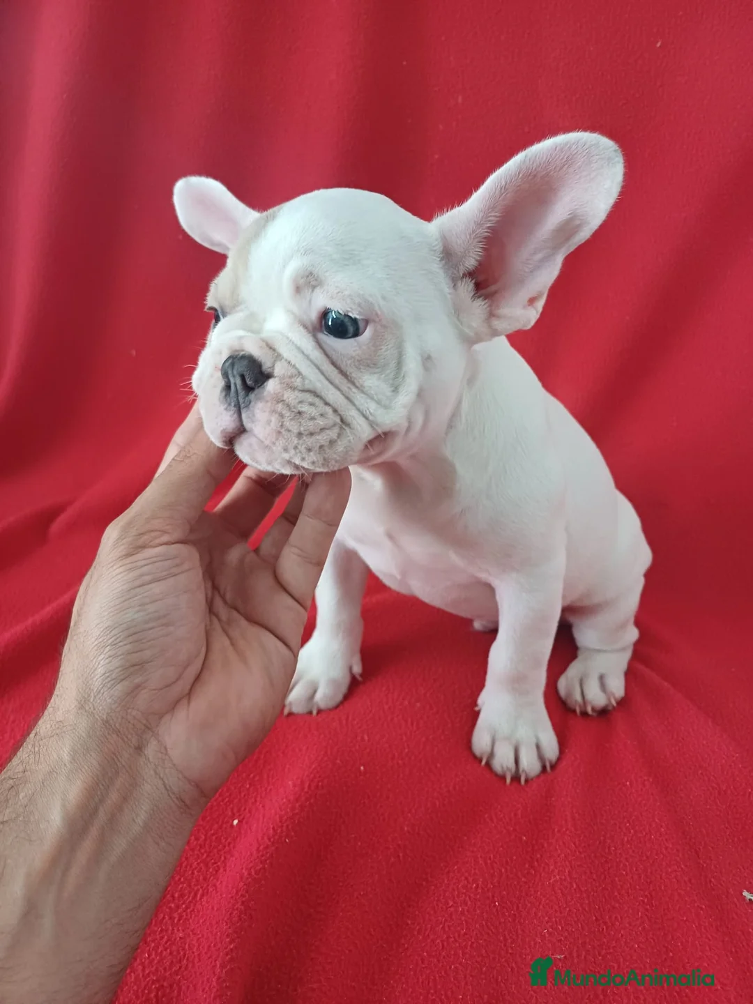 Bulldog Francés perros en venta: Bulldog Francés  - Anuncio 2