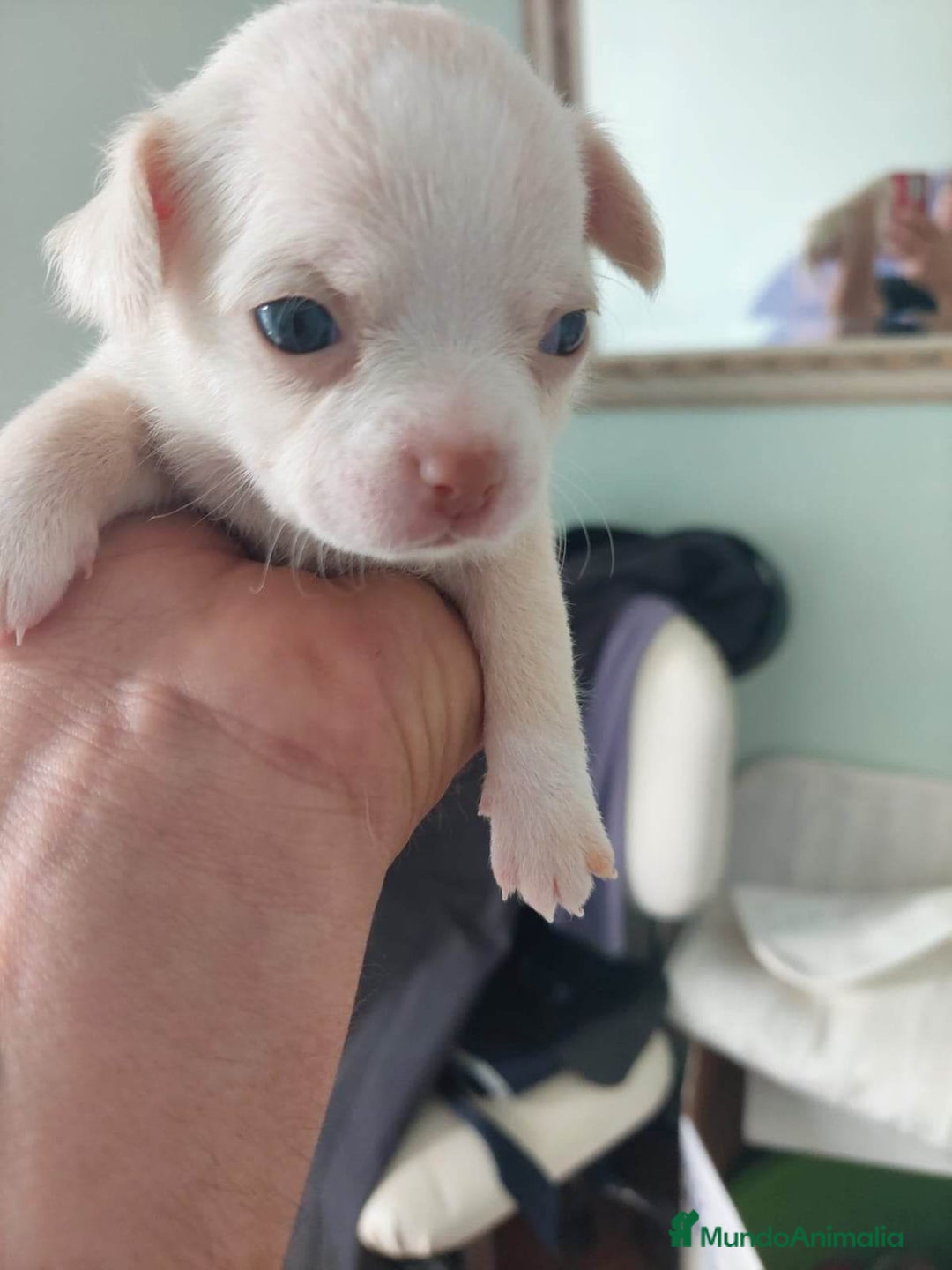 Chihuahua perros en venta: Chihuahua toy - Imagen 6