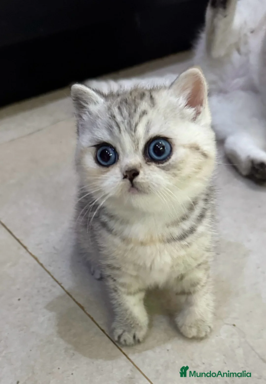Británico de Pelo Corto gatos en venta: Cachorros British Shorthair  - Anuncio 2