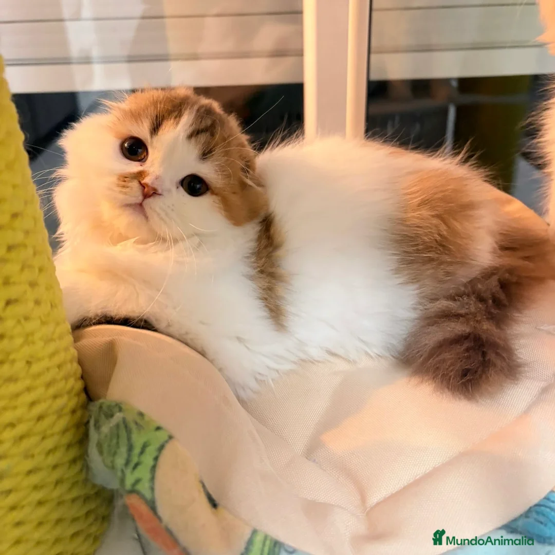 Scottish Fold gatos en venta: Scottish Fold Bicolor  - Anuncio 1