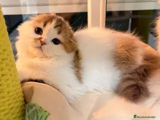 Scottish Fold gatos Scottish Fold Bicolor - Anuncio 1