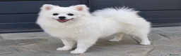 Pomerania perros en venta: Pomerania de calidad  - Anuncio 1