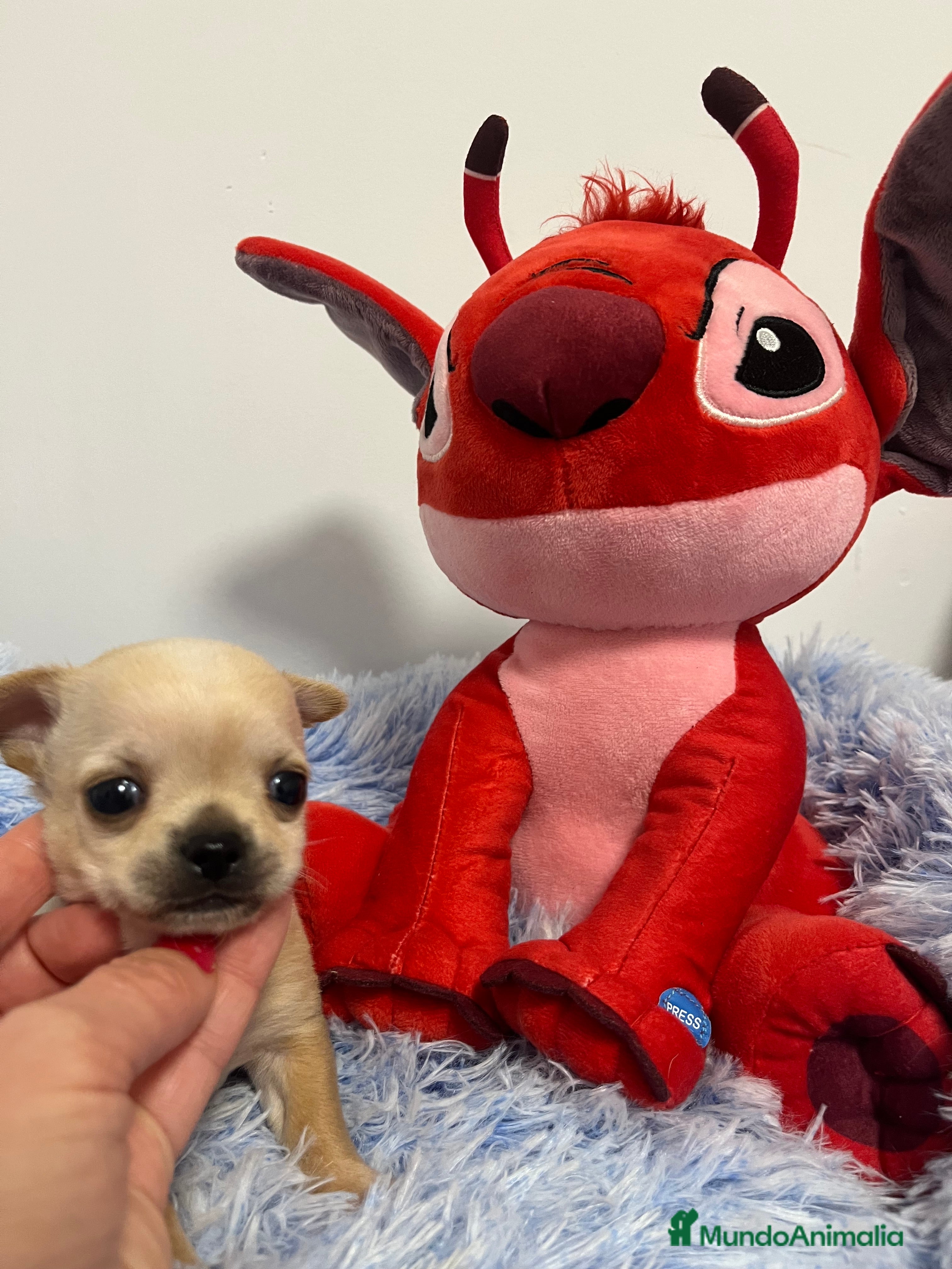 Chihuahua perros Chihuahua mini  en Barcelona - Anuncio 34