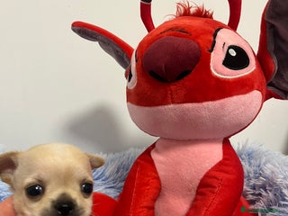 Chihuahua perros en Barcelona - Anuncio 12
