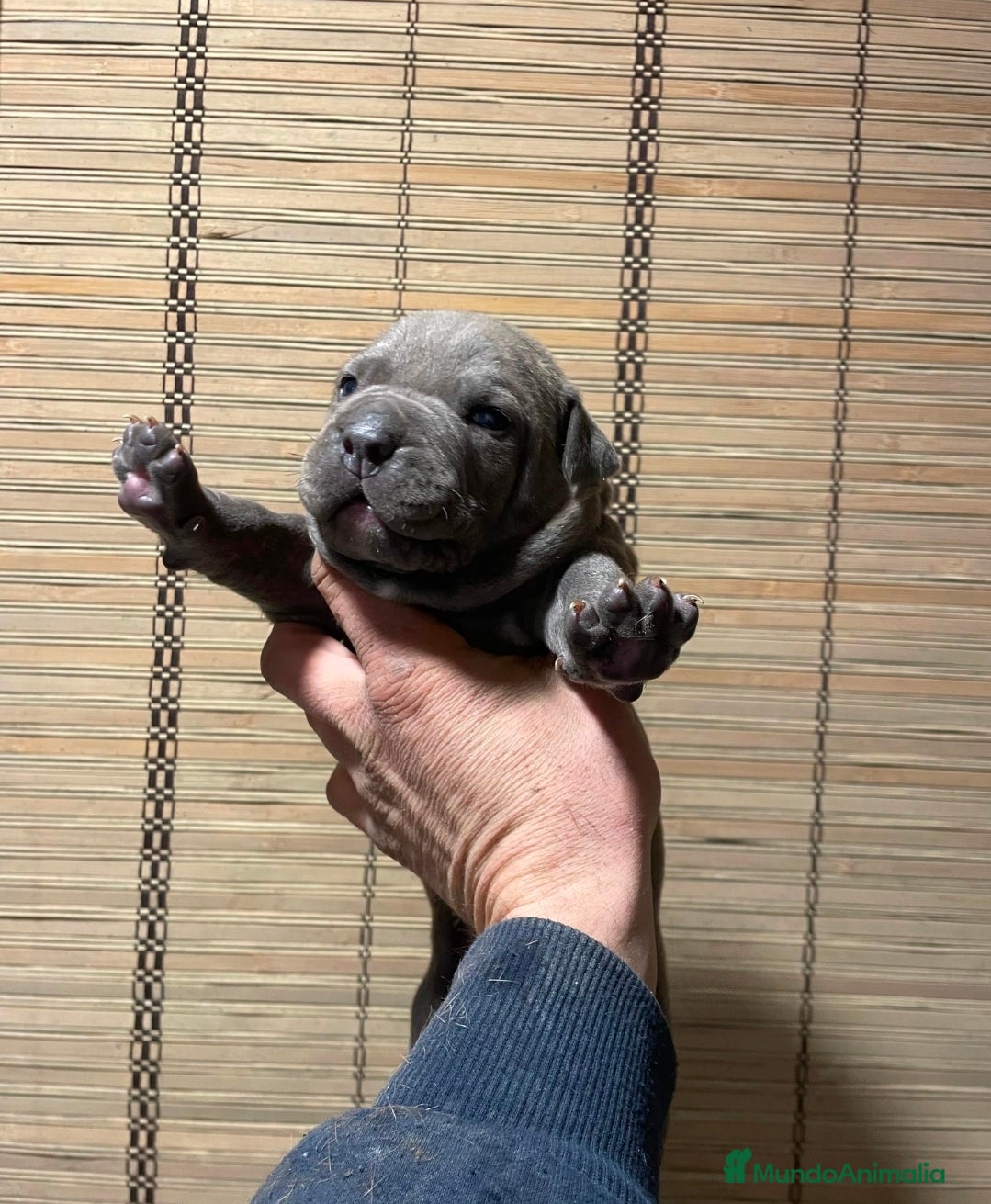 American Pit Bull Terrier perros Pit bull terrier blues y merles - Anuncio 1