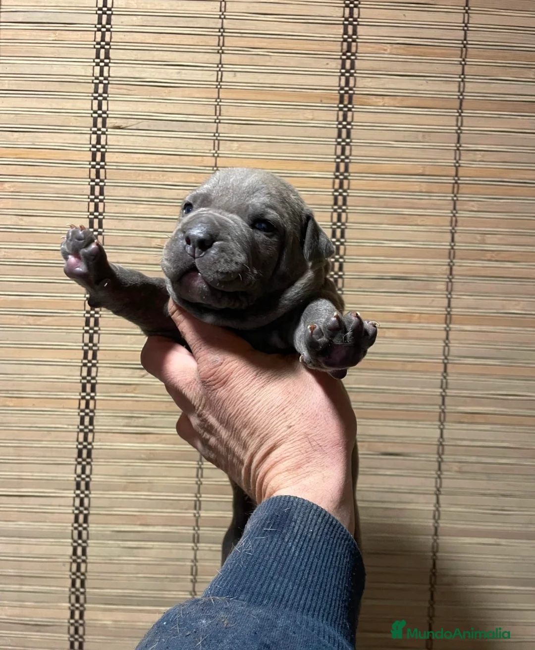 American Pit Bull Terrier perros en venta: Pit bull terrier blues y merles - Anuncio 3